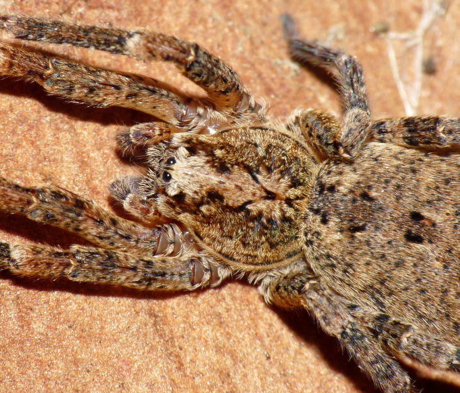 Zoropsis sp.